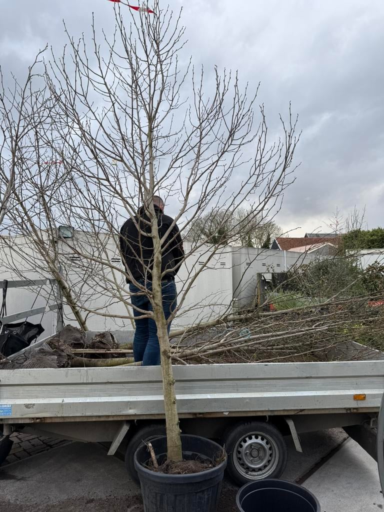 Magnolia kobus bomen witte bloesem hoog 4,5 meter, Tuin en Terras, Planten | Bomen, Overige soorten, Lente, 400 cm of meer, Ophalen