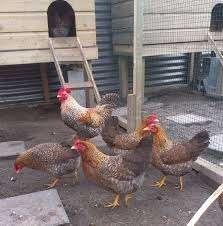 Bielefelder krielkippen en Welsumer krielkippen., Dieren en Toebehoren, Pluimvee, Kip, Vrouwelijk