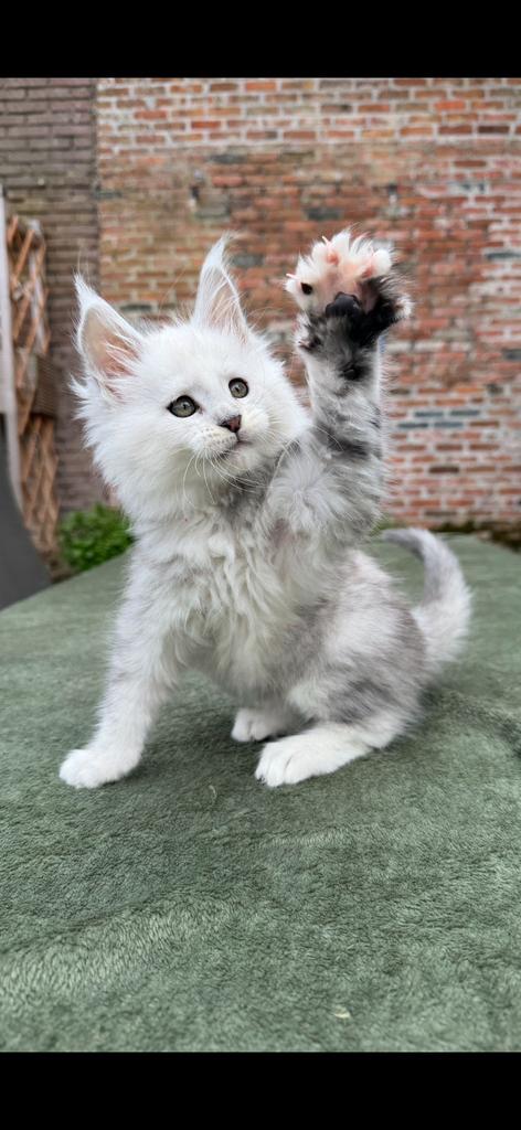 Maine Coon kitten poes silver shaded, Dieren en Toebehoren, Poes, Met stamboom, 0 tot 2 jaar