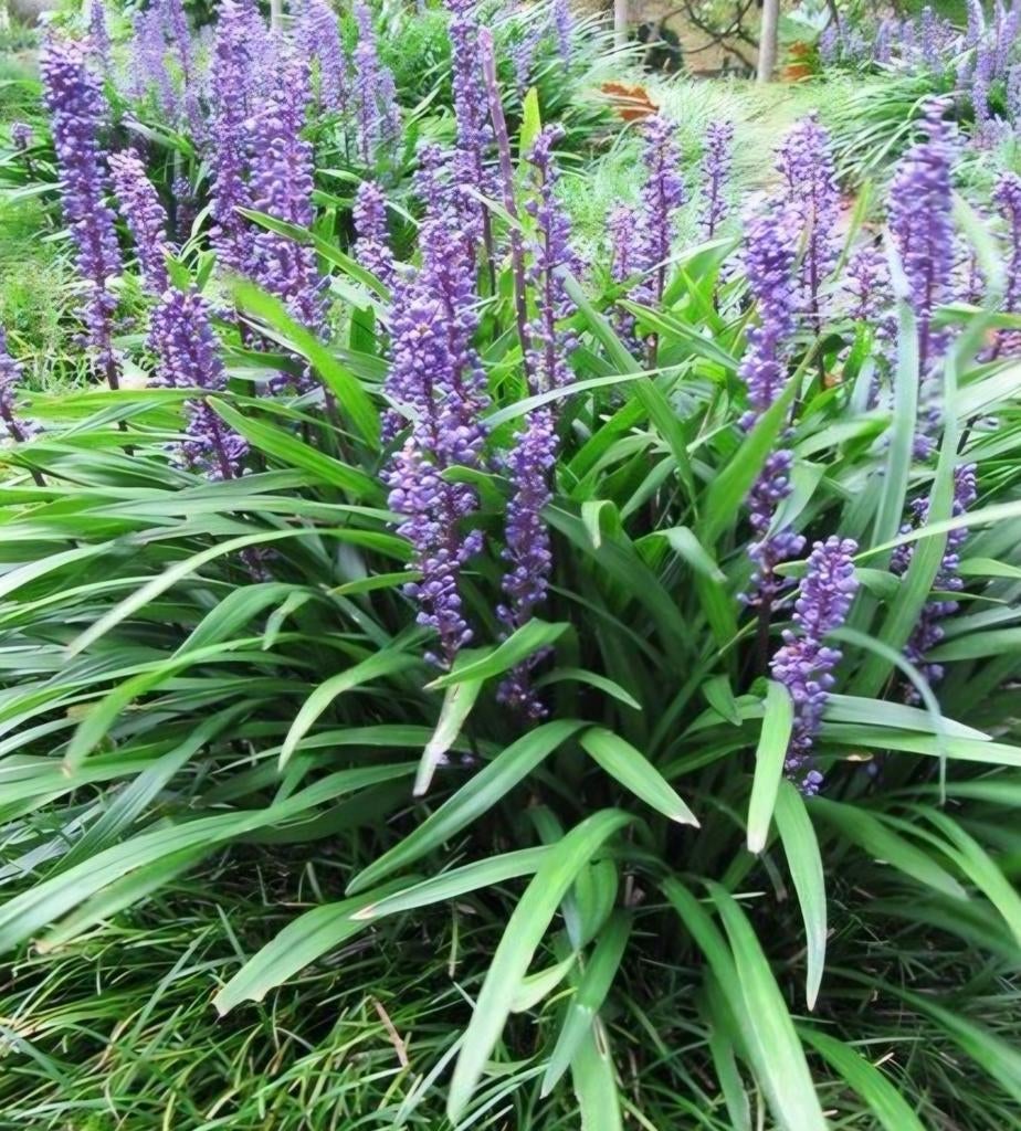 Lelie/gras/vaste/plant/muscari/liriope/tuin/bloempot/bloemen, Ophalen, Overige soorten, Minder dan 100 cm