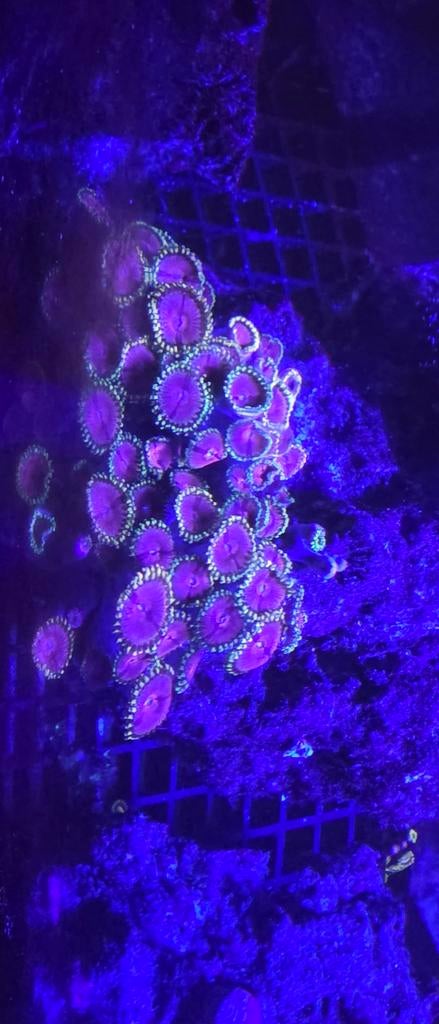 Grote stenen met koraal, grote kortingen, Overige typen