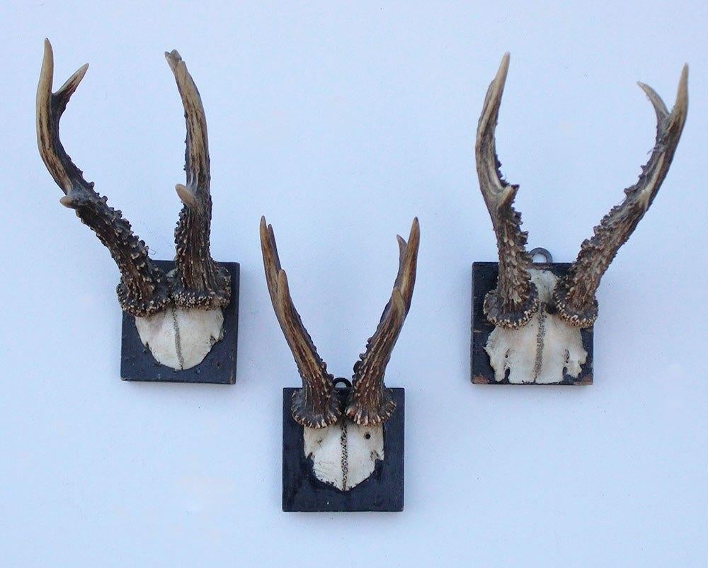 3 x antiek REE GEWEI op zwart houten schild - rond 1900, Ophalen of Verzenden, Gebruikt, Hert, Gewei of Kop