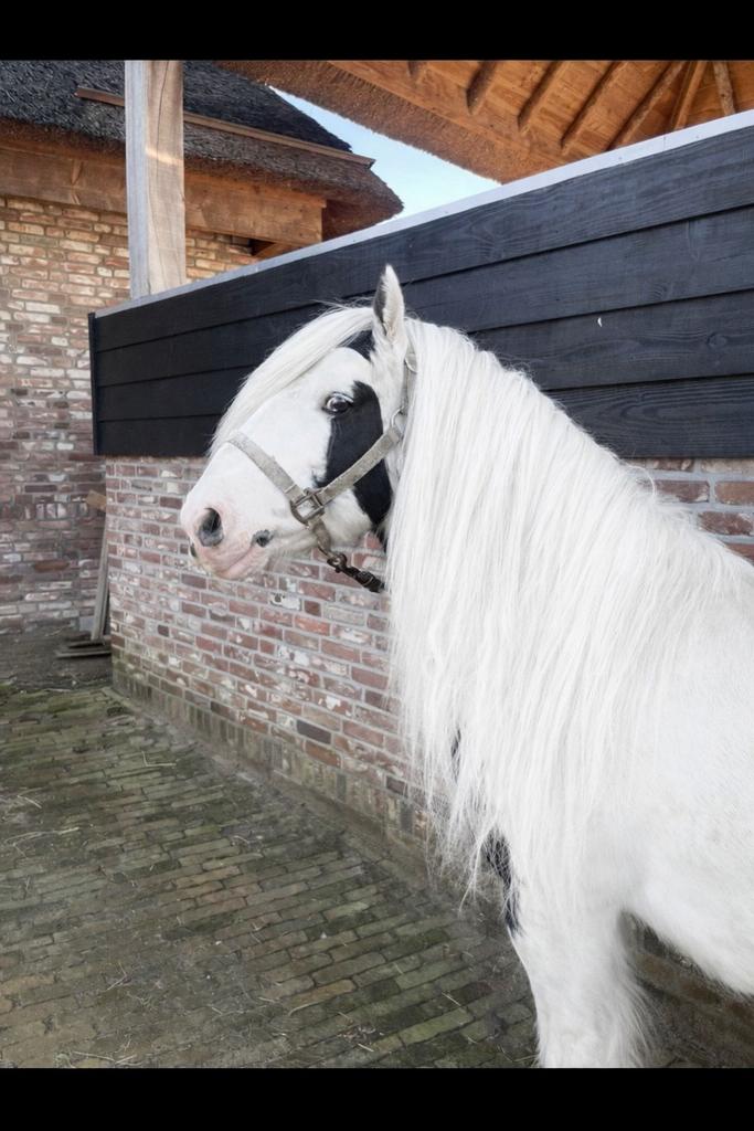 ✨✨Prachtige Tinker hengsten en shetlander hengst te koop!✨✨, Dieren en Toebehoren, Pony's, Hengst, Onbeleerd, E pony (1.48m - 1.57m)