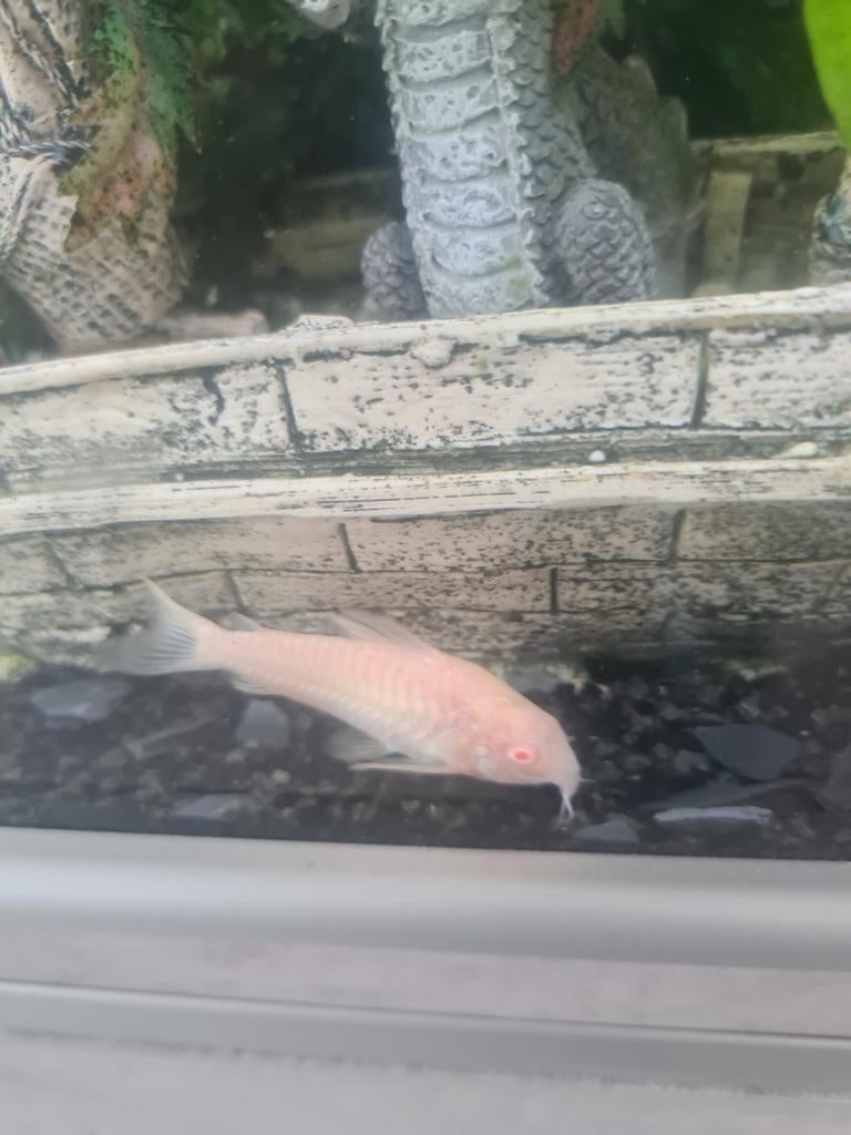 5 stuks corydoras te koop., Vis