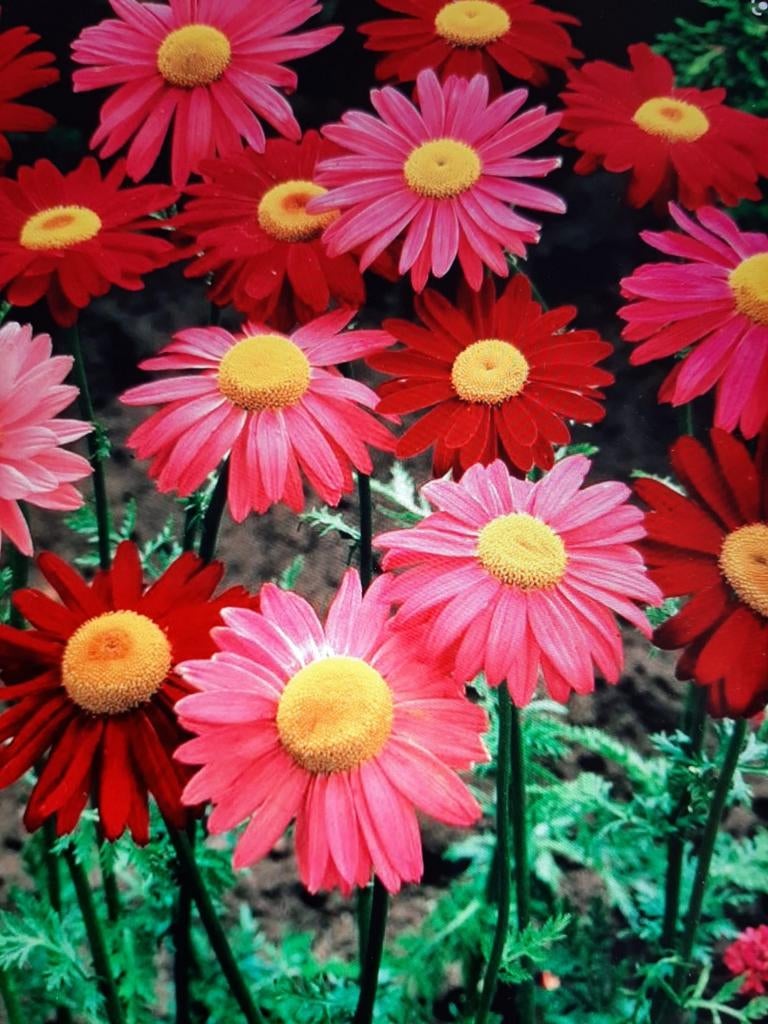 Winterhard vaste planten, Ophalen, Overige soorten, Volle zon