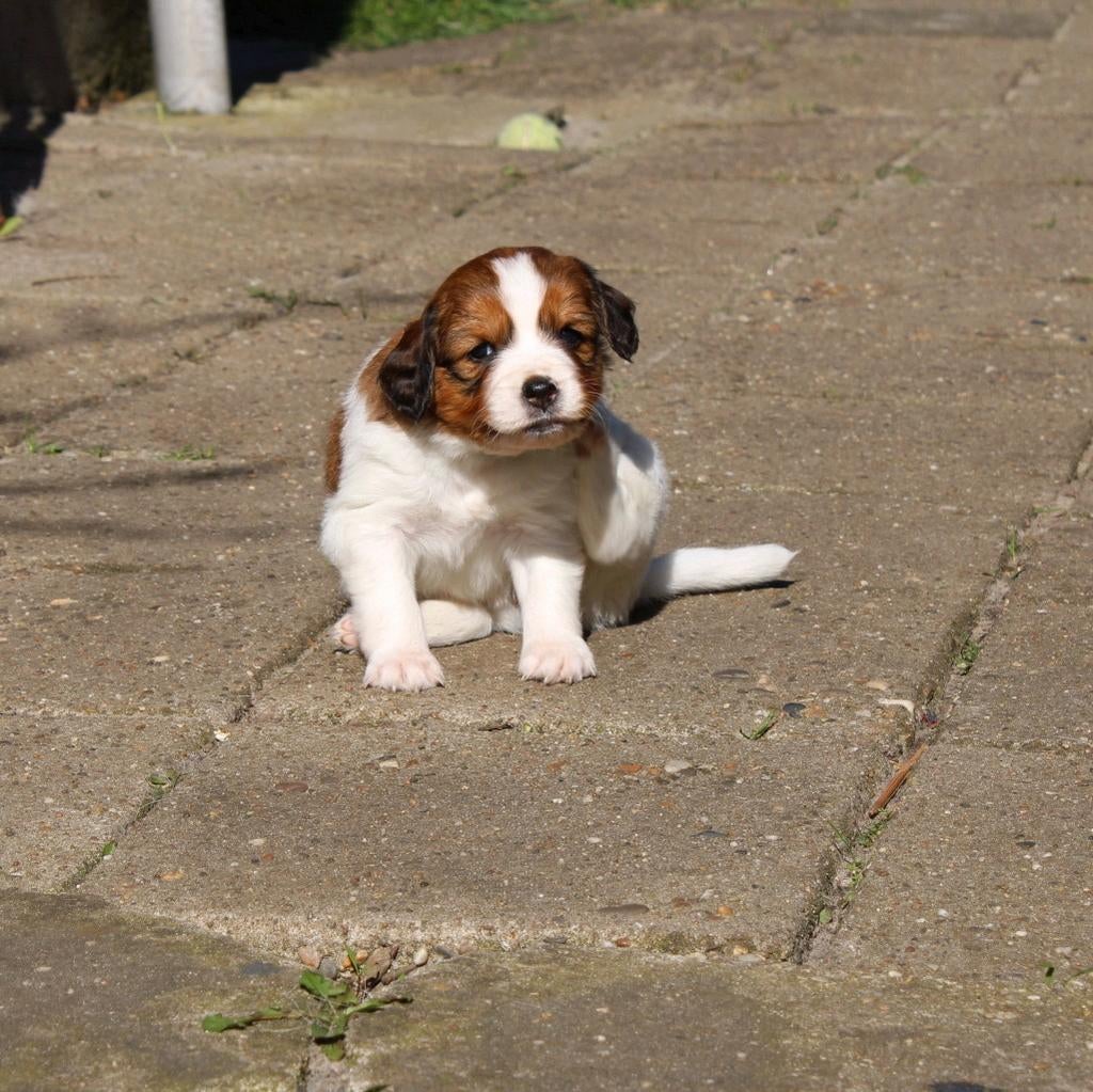 Kooiker pups, Dieren en Toebehoren, Parvo, Overige rassen, 8 tot 15 weken, Meerdere