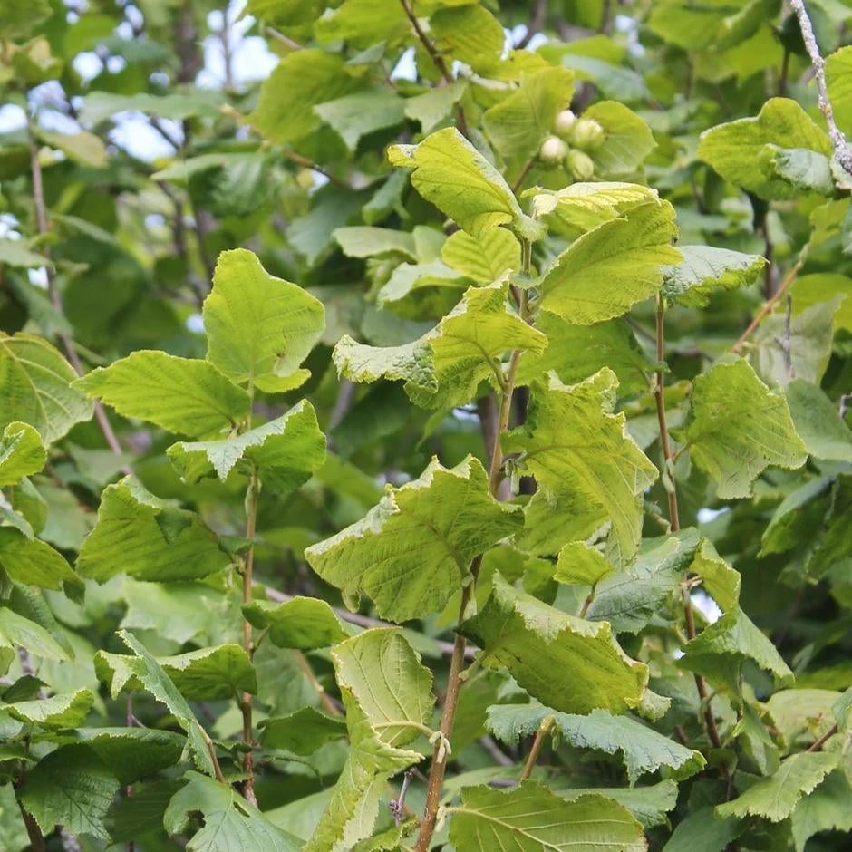 Groene hazelaar 80-100, Ophalen of Verzenden, Overige soorten, Minder dan 100 cm