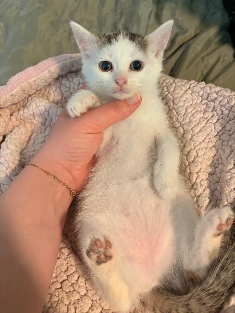 Kitten, Meerdere dieren