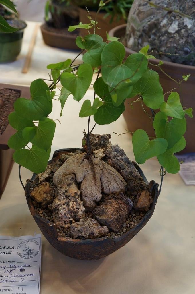 Dioscorea Sylvatica caudex, Ophalen of Verzenden, Volle zon, Minder dan 100 cm