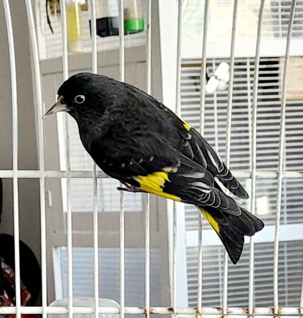 Zwarte sijzen pop broedrijp, Vrouwelijk