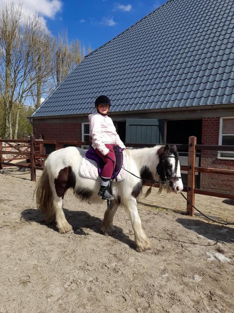 Tinker merrie/ Jaarling kruising Tinker x White Dream GF, Dieren en Toebehoren, Paarden, Minder dan 160 cm, Met stamboom, Niet van toepassing