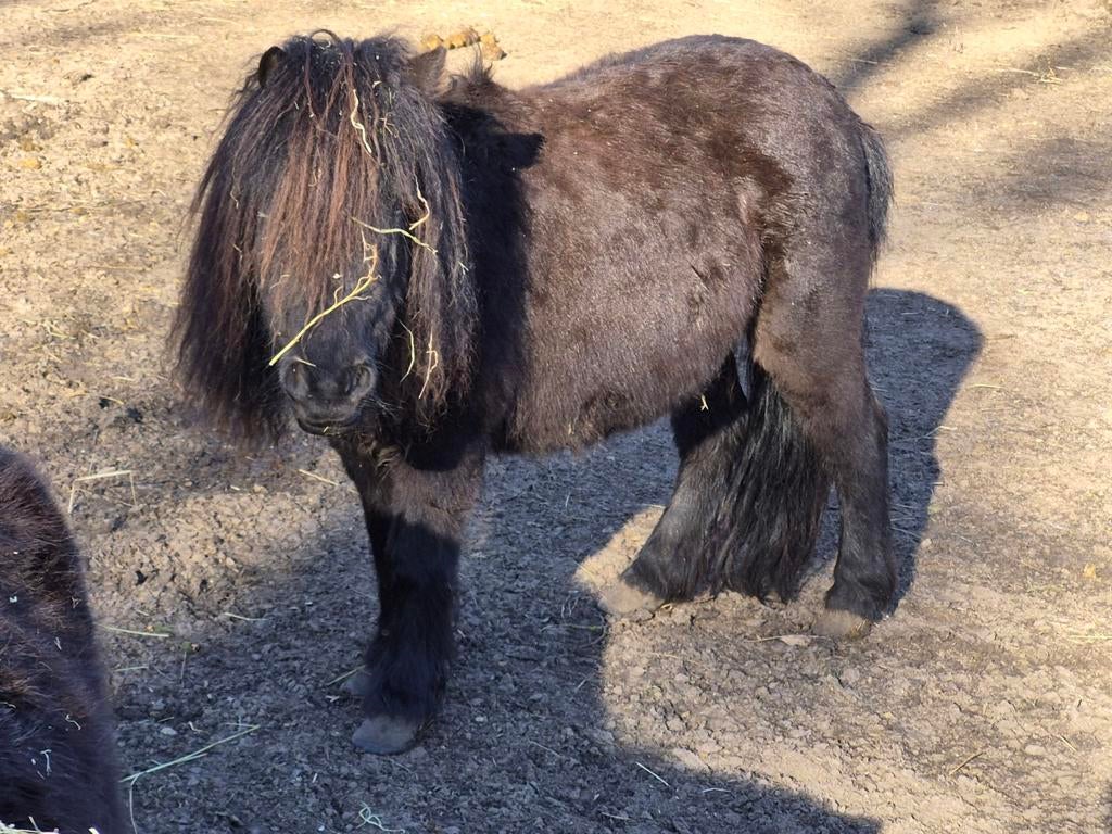 Zwarte shetlander merrie,s