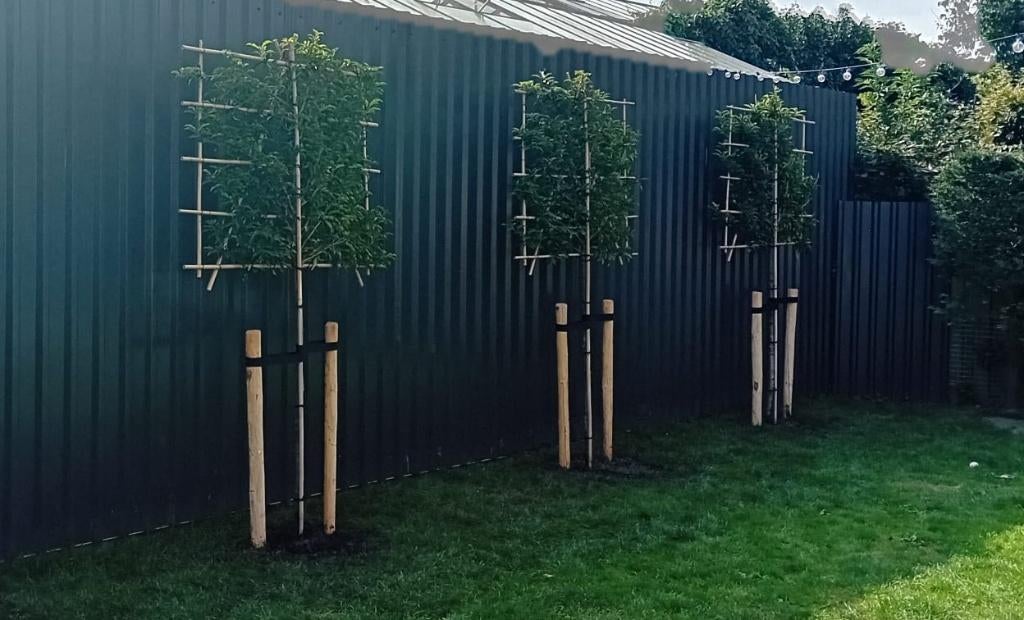 Bomen o.a leibomen en dakbomen, bolbomen, Ophalen, Volle zon, Overige soorten