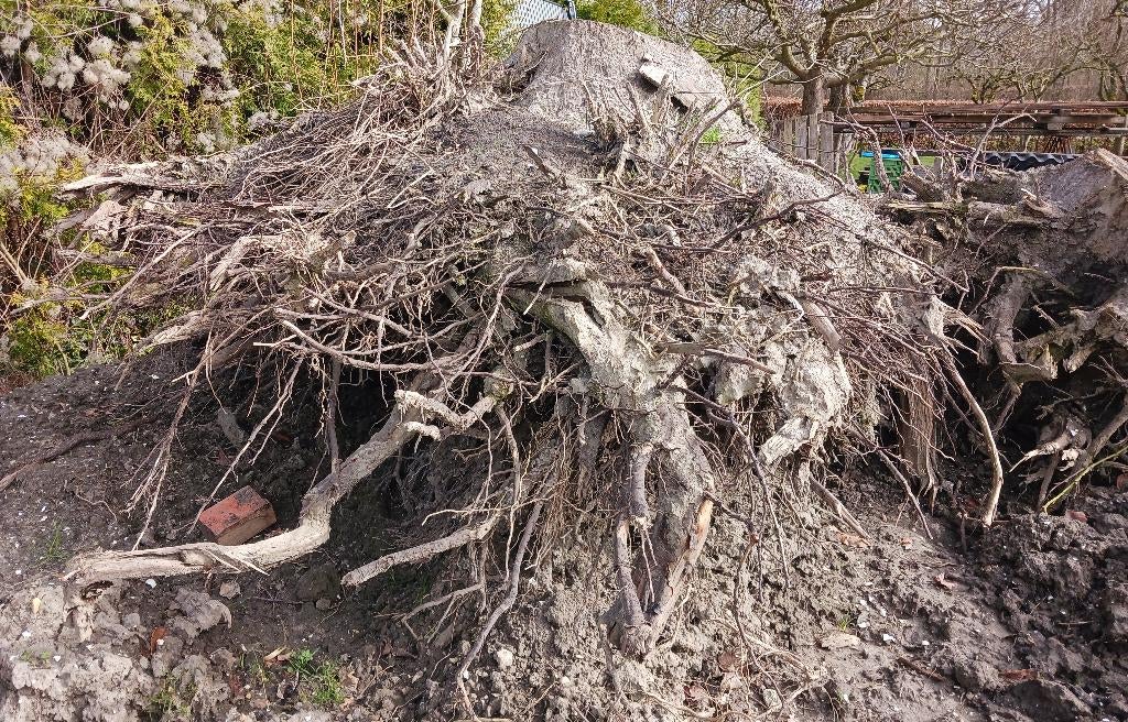 Boomstronk  boomstobbe stobben  gratis op te halen, Tuin en Terras, Ophalen, Gebruikt