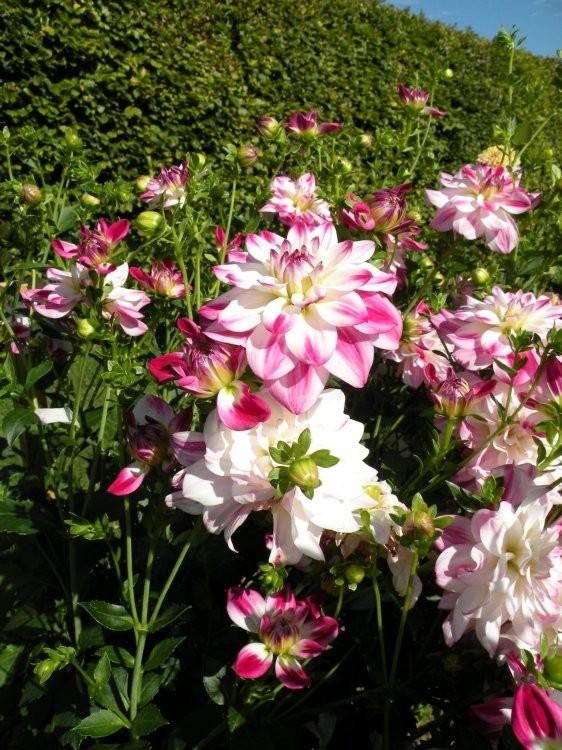 Saint Martin dahlia knollen, Tuin en Terras, Bloembollen en Zaden, Ophalen of Verzenden, Volle zon, Knol