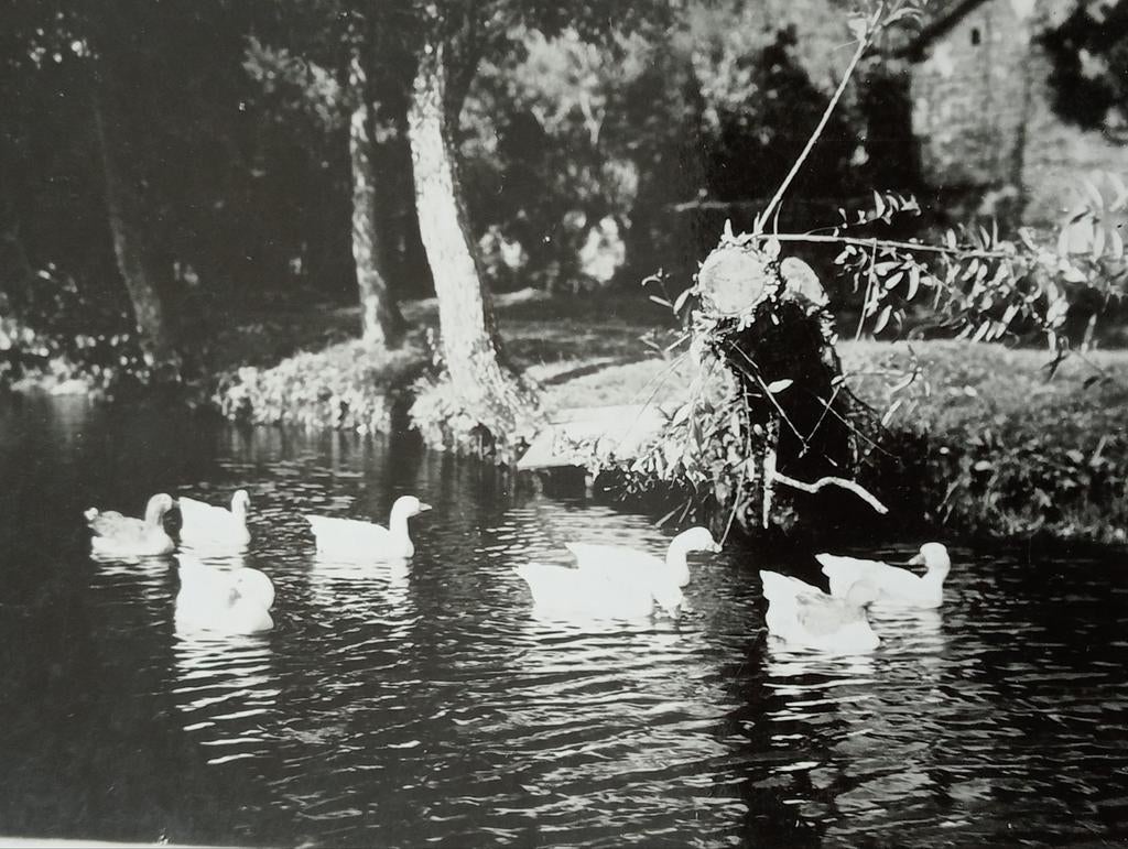 Witte Ganzen 1955, Ophalen of Verzenden, 1940 tot 1960, Gebruikt