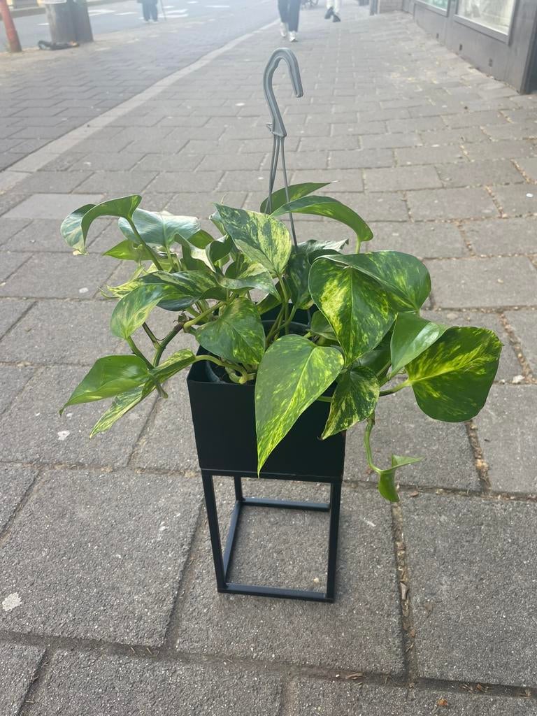 Plantenstandaard, Ophalen of Verzenden, Gebruikt