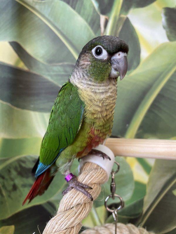 Jonge Baby Pyrrhura´s | Handtam | Nieuwsgierig | Div.kleuren, Meerdere dieren, Parkiet, Pratend