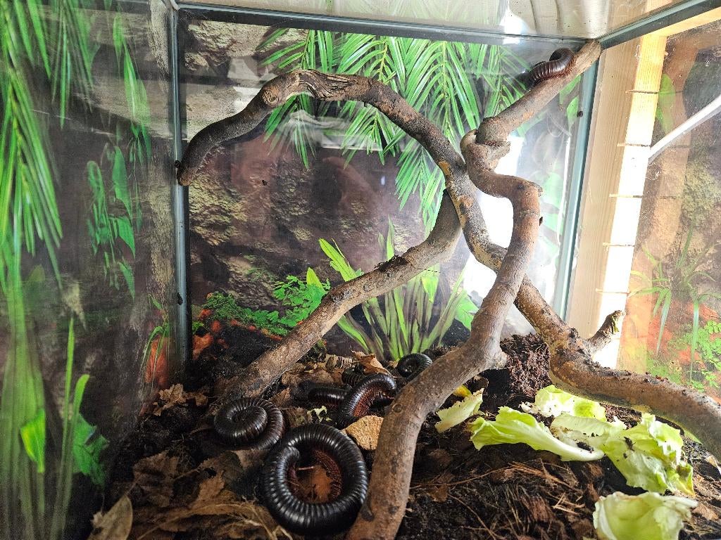 Archispirostreptus gigas Afrikaanse reuzenmiljoenpoot, Overige soorten