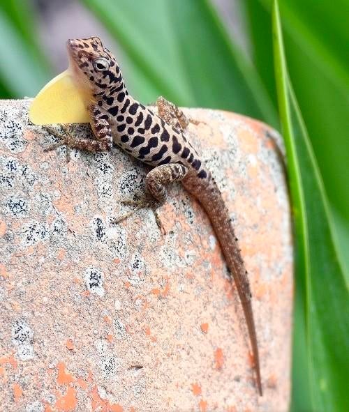 1.1 Anolis sabanus, Dieren en Toebehoren, Hagedis, 0 tot 2 jaar