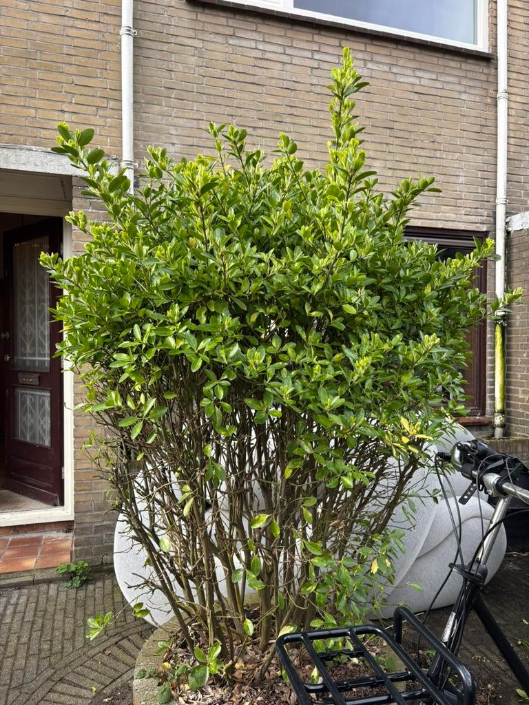 Gratis vier bomen/struiken, zelf uitgraven, Ophalen, Halfschaduw, Overige soorten