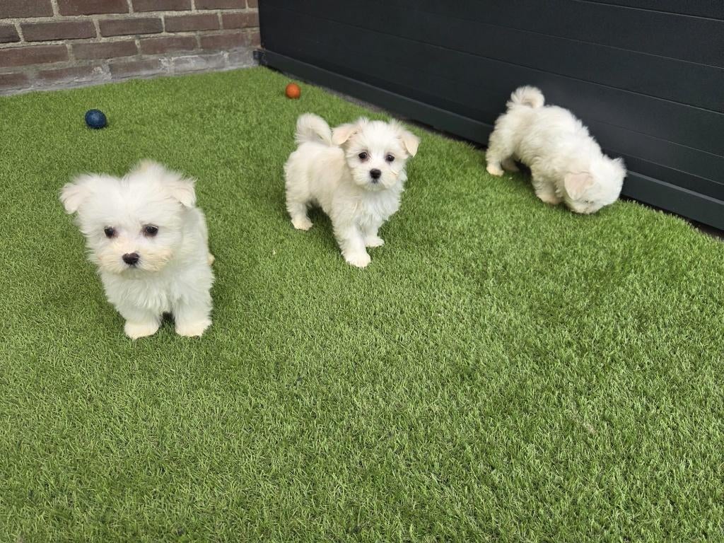 Hele leuke Raszuivere Maltezer / Malthezer pups, Poedel, Parvo, Nederland, 8 tot 15 weken