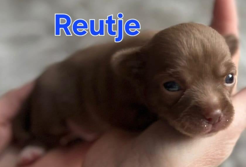 Chihuahua pups, Dieren en Toebehoren, 8 tot 15 weken, Meerdere, Meerdere dieren, Chihuahua