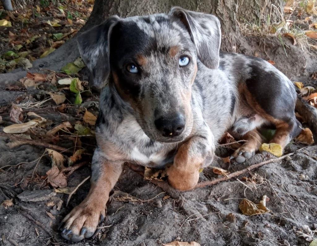 Dekreutje Jack Russell, België, Particulier, Reu, Parvo