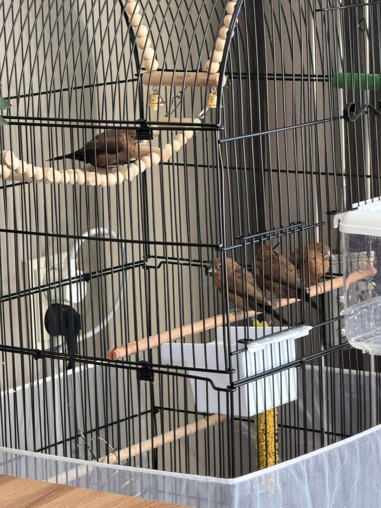 2 zilverbekjes, Ophalen, Zo goed als nieuw, Kunststof, Broedkooi of Kweekkooi