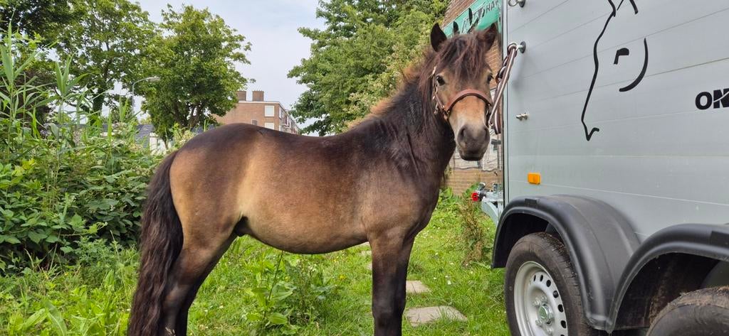 Super lieve shetlander hengst, Dieren en Toebehoren, Pony's, Hengst, A pony (tot 1.17m), Met stamboom, 3 tot 6 jaar
