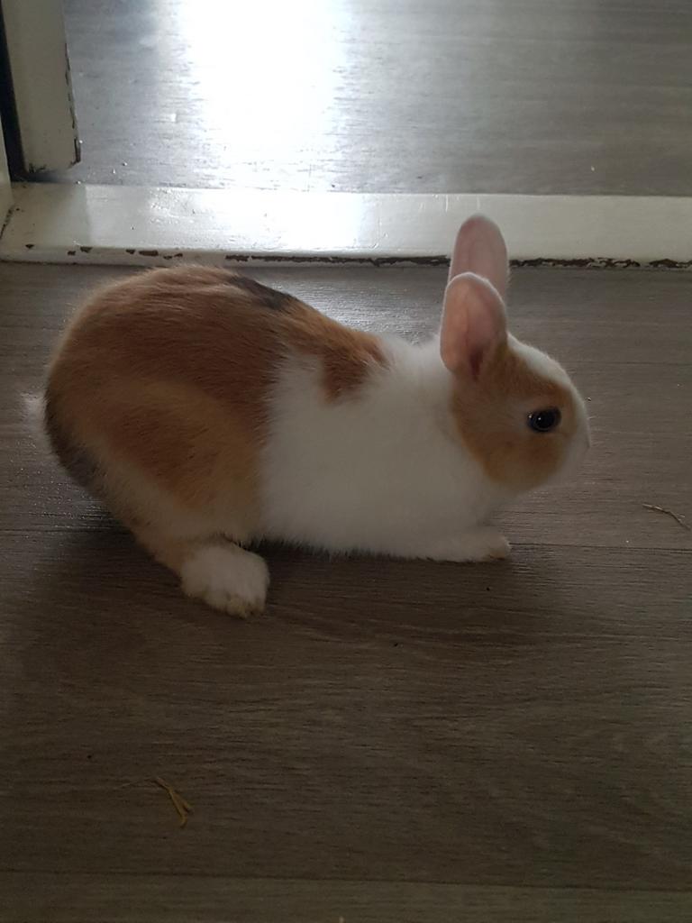 Konijn 2x, Meerdere dieren