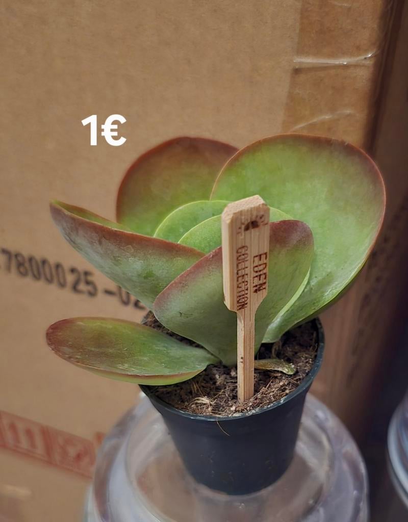 Groene plant met rode randen, Ophalen, Overige soorten, Volle zon