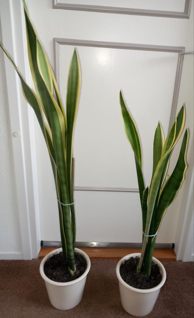 Sanseviria trifasciata ( vrouwentong), Ophalen, Halfschaduw, Minder dan 100 cm