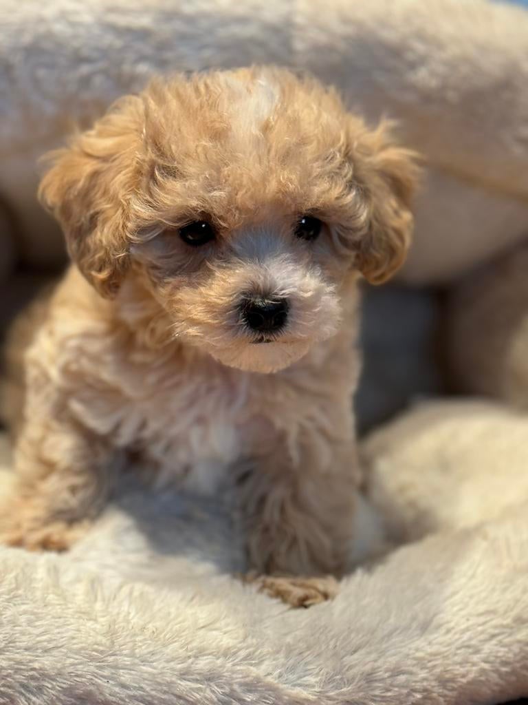 Beeldschone mini Maltipoo pups! Geschikt bij allergie, Poedel, Parvo, Nederland, 8 tot 15 weken