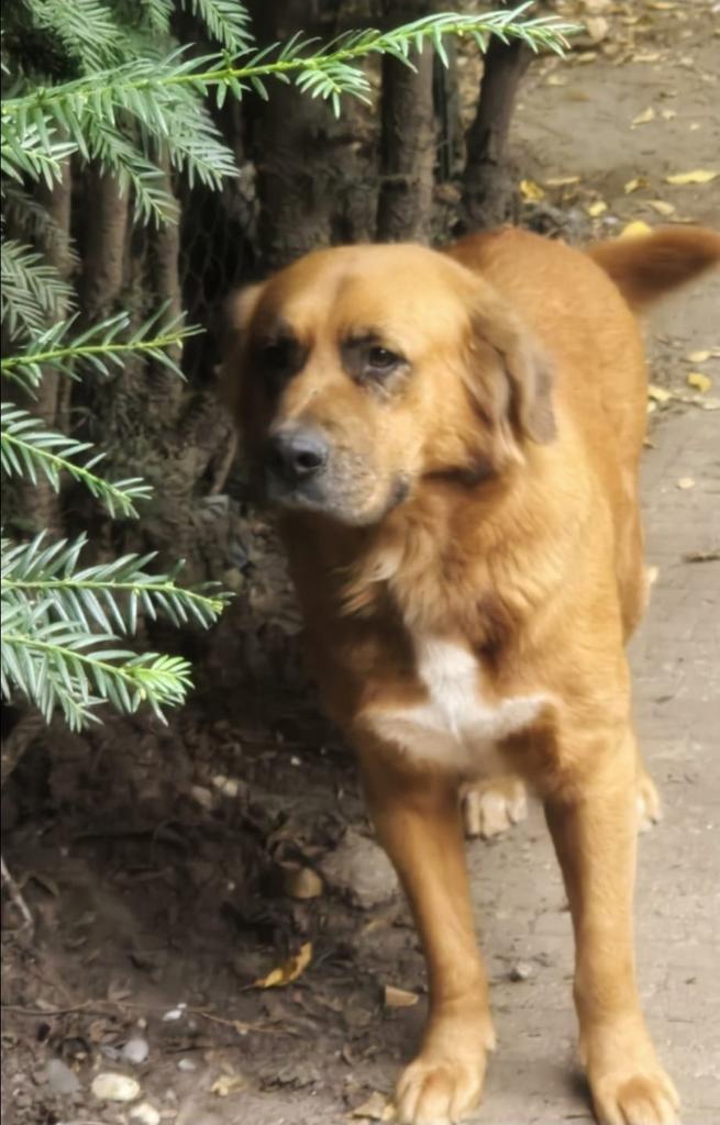 Opzoek naar liefdevolle thuis en warm nestje ️, Dieren en Toebehoren, 6 jaar of ouder, Teef, Parvo, Eén hond