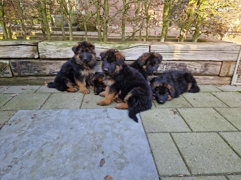Langharige duitse herderpups, Dieren en Toebehoren, Honden | Herdershonden en Veedrijvers, 8 tot 15 weken, Parvo, Meerdere, Meerdere dieren
