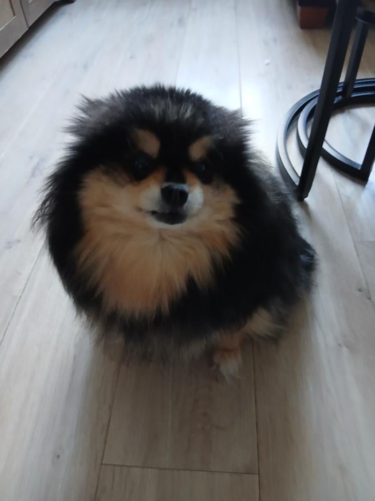 Huisdier pomriaan  herplaatsing, Dieren en Toebehoren, 6 jaar of ouder, Parvo, Keeshond, Teef