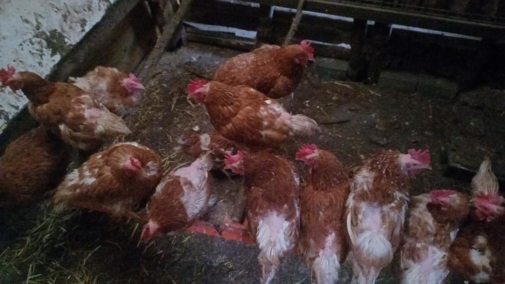 Leg kippen soep kippen, Dieren en Toebehoren, Pluimvee, Vrouwelijk, Kip