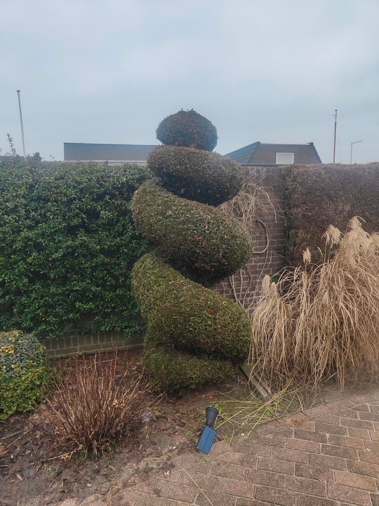 Conifeer spiraal - Unieke vorm voor uw tuin, Tuin en Terras, Volle zon, Vaste plant, Bloeit niet, Ophalen