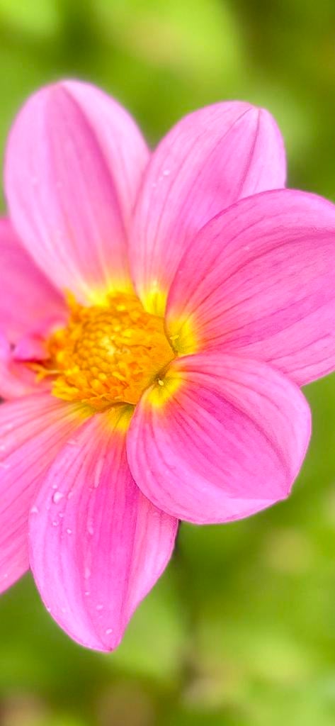 Dahlia knol 89, Tuin en Terras, Bloembollen en Zaden, Ophalen of Verzenden