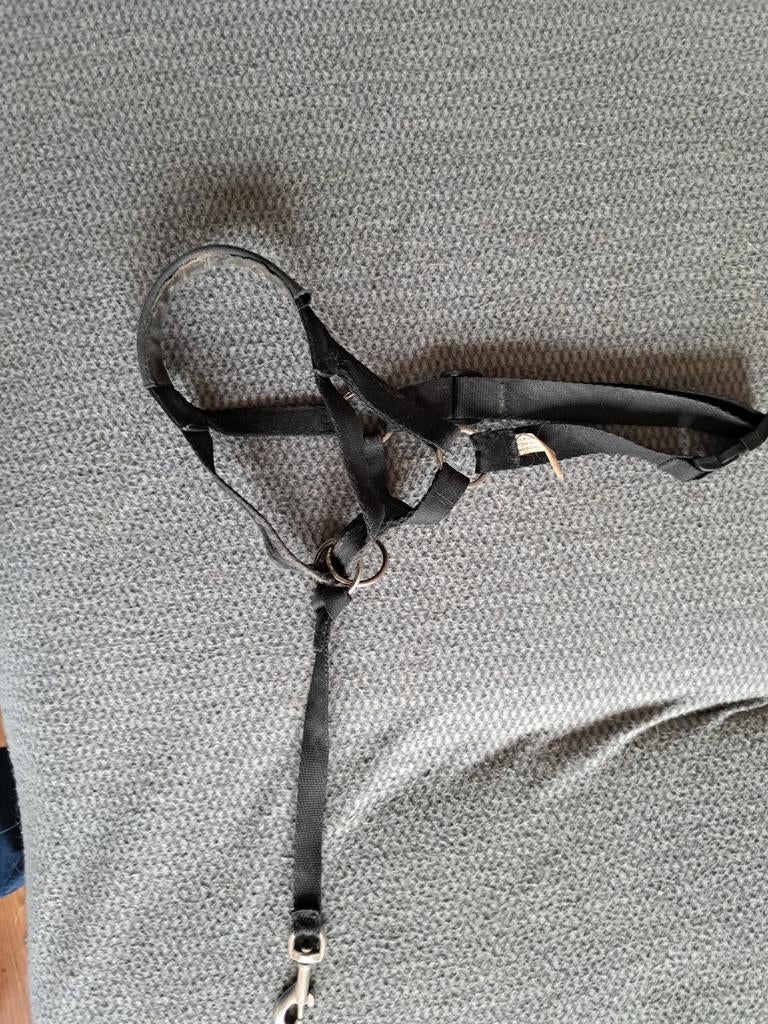 Neusriempje  middelgrote hond., Ophalen