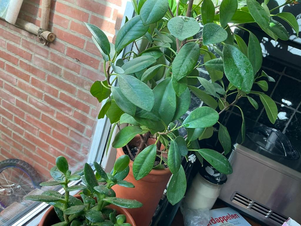 Ongewortelde stekken ficus microcarpa, Ficus, Ophalen of Verzenden, Minder dan 100 cm, Volle zon