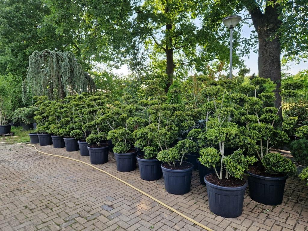 Ilex Crenata Bonsai - Japanse Hulst, Ophalen