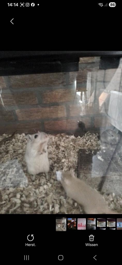 jonge gerbils, Dieren en Toebehoren, Maart, Meerdere dieren, Overige typen