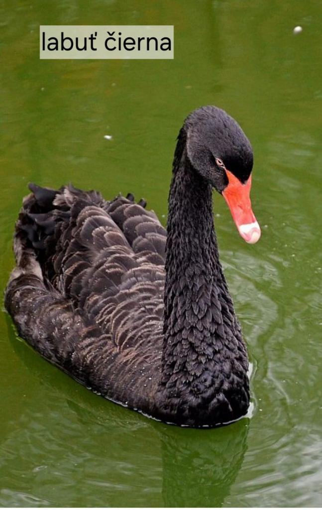 Gezocht : alle sierpluimvee en parkdieren, Dieren en Toebehoren, Pluimvee, Meerdere dieren