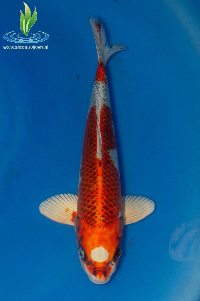 056 Kujaku, Karper of Koi
