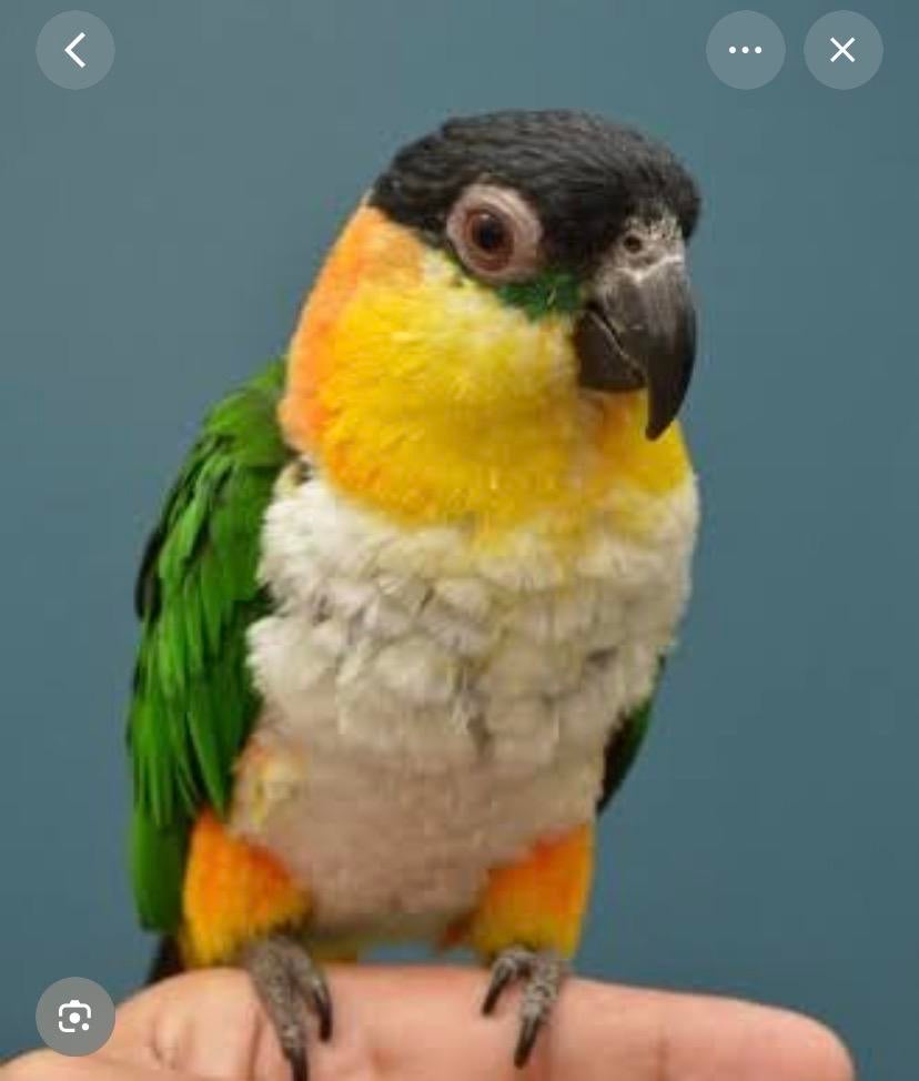 Gezocht, caique pop!!, Dieren en Toebehoren, Vogels | Parkieten en Papegaaien, Mannelijk, Papegaai