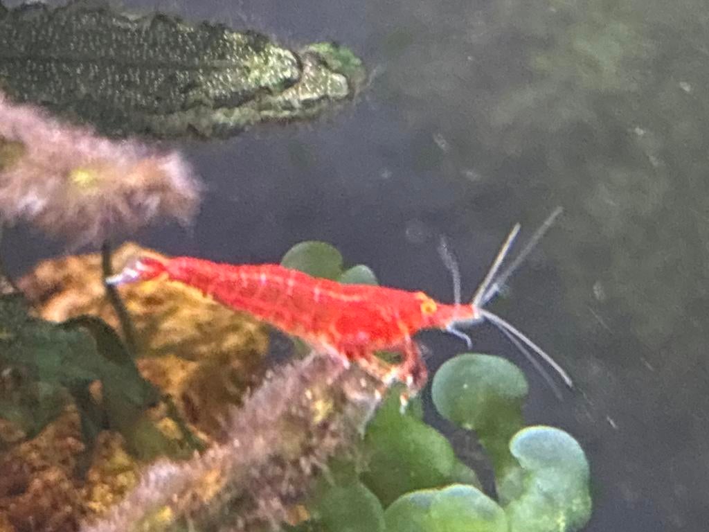 Bloody mary oranje ogen, Dieren en Toebehoren, Vissen | Aquariumvissen, Kreeft, Krab of Garnaal