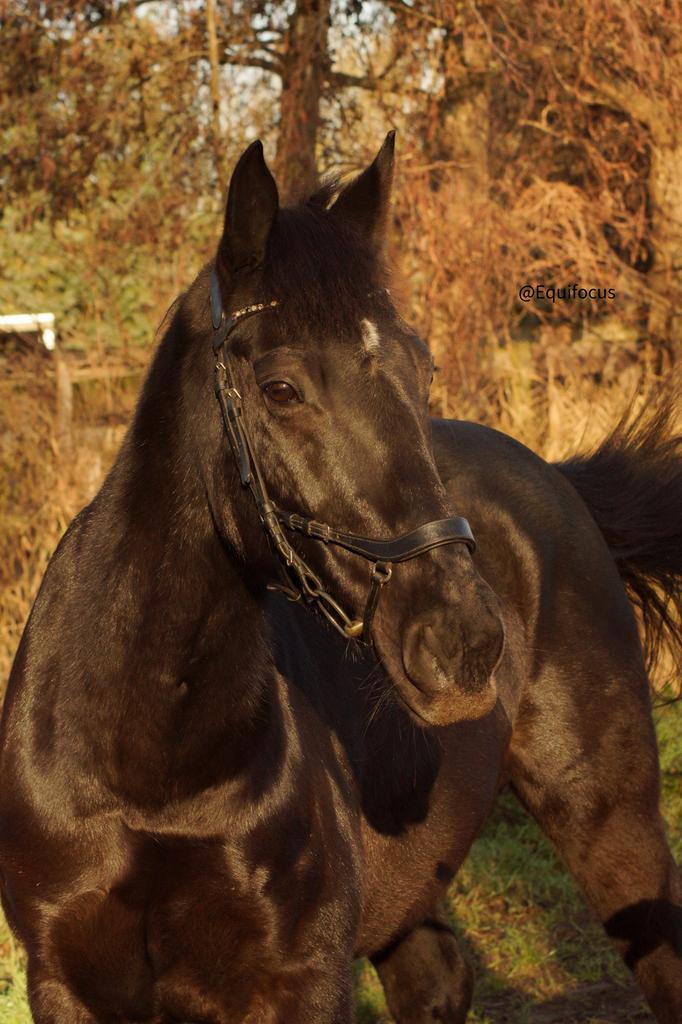 Bijrijder/verzorger gezocht, Dieren en Toebehoren, Paarden en Pony's | Overige Paardenspullen, Ophalen of Verzenden, Nieuw, Dressuur