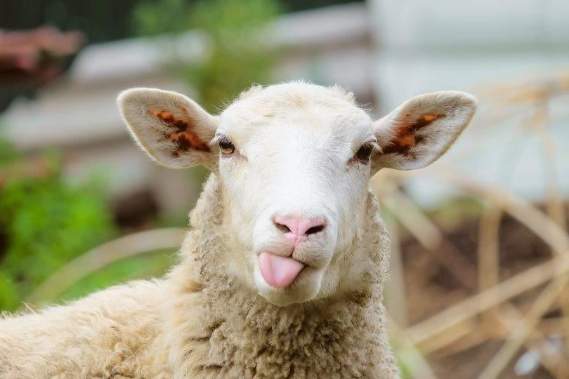 gezocht  schaap ooitjes, Dieren en Toebehoren, Vrouwelijk, Schaap